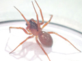 Gongylidium rufipes